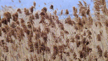172124ile01aa8sw0k082l.gif